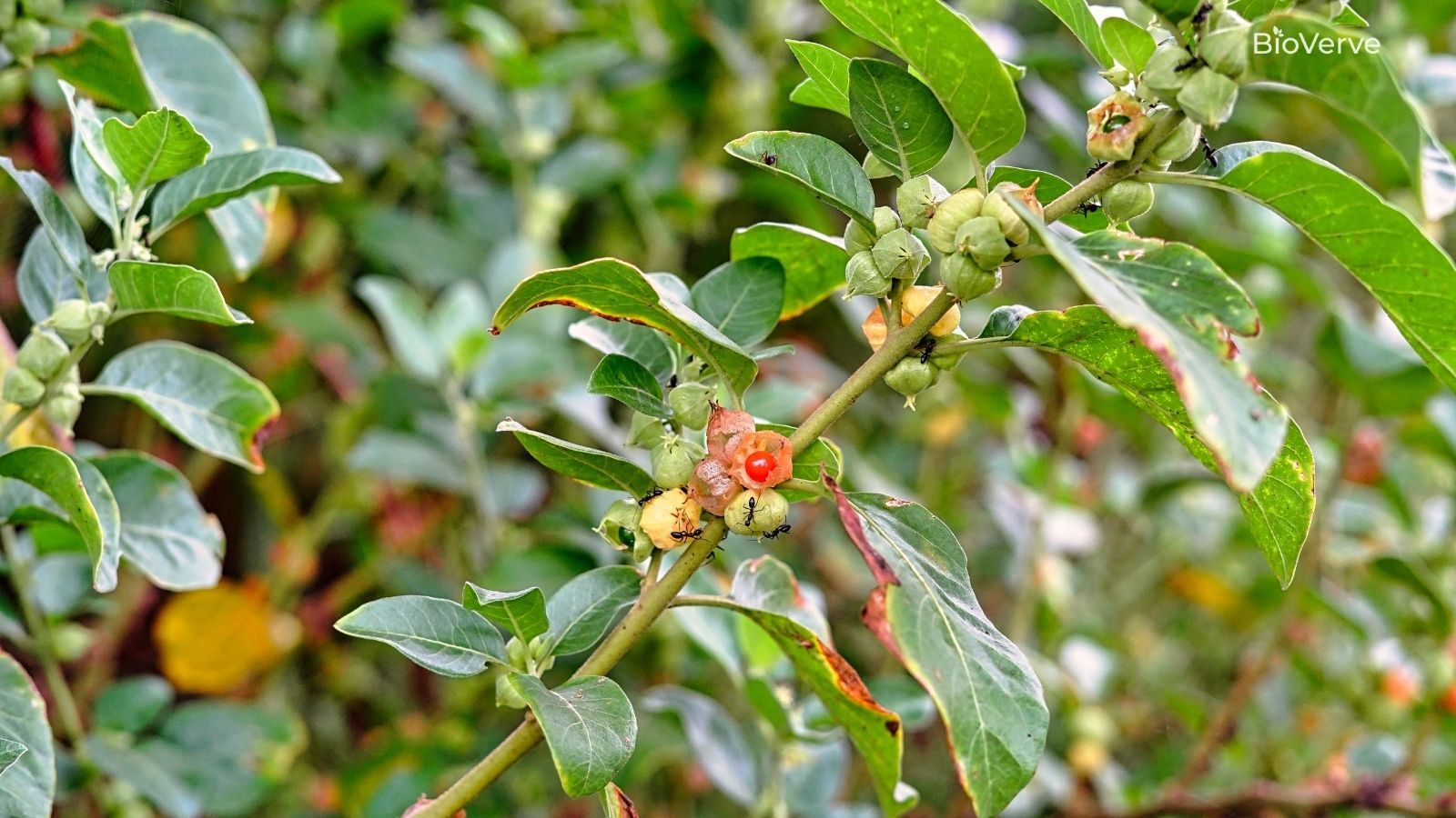 ashwagandha plant growing
