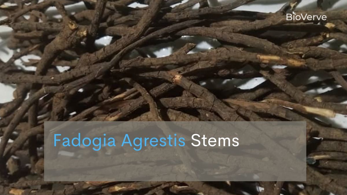 fadogia agrestis stems