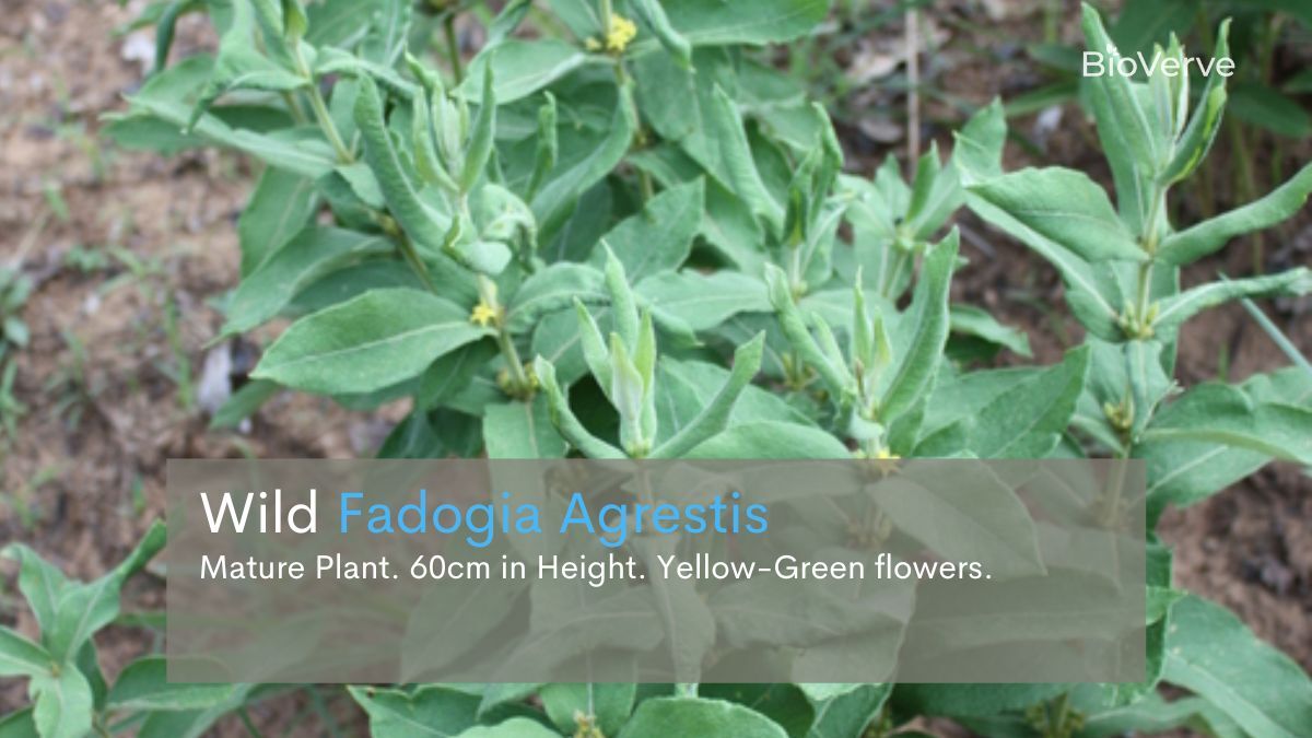 fadogia agrestis in natrual habitat