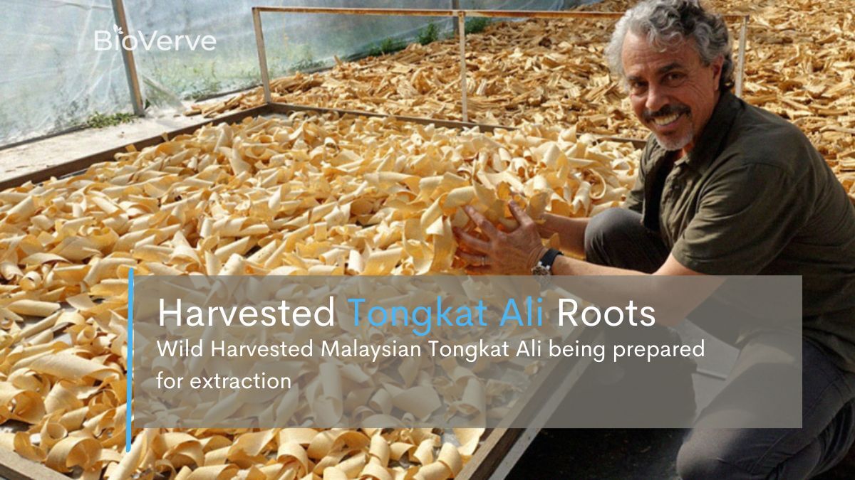 prepared malaysian yellow tongkat ali chipped and dried