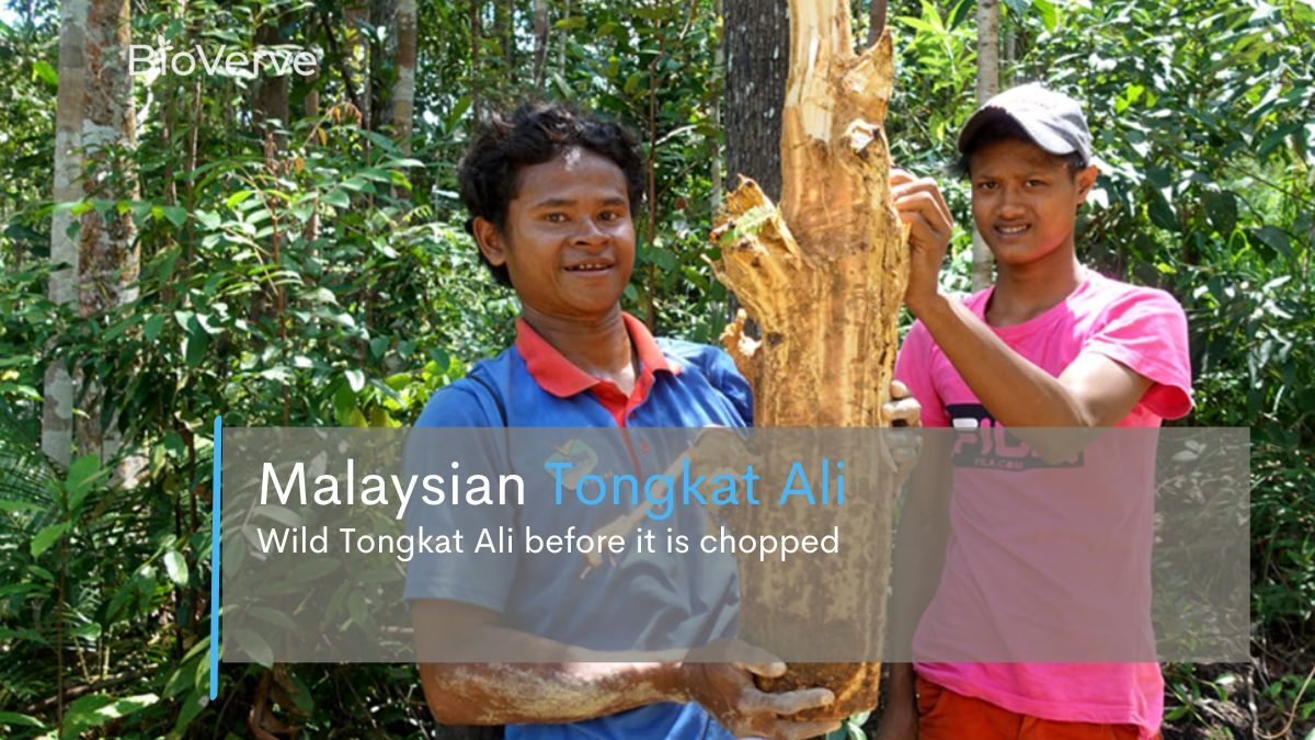 wild harvested malaysian yellow tongkat ali